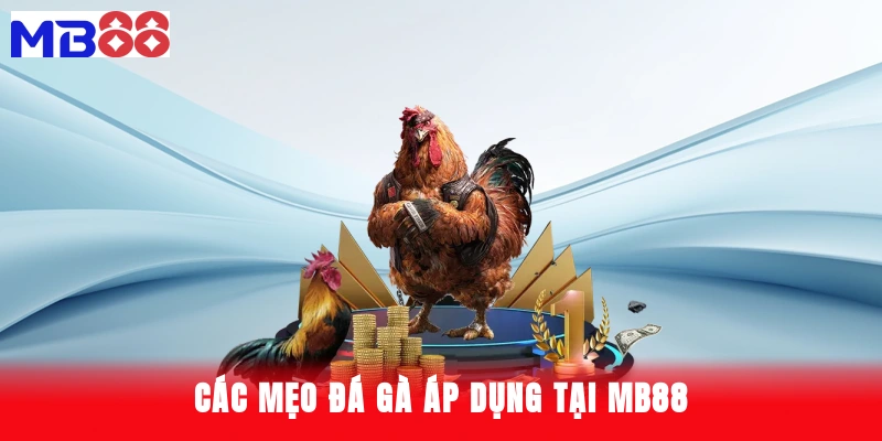 Các mẹo đá gà áp dụng tại MB88