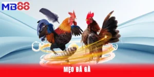 mẹo đá gà